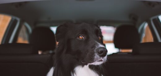 Hund i bilen – Regler for hund i bilen
