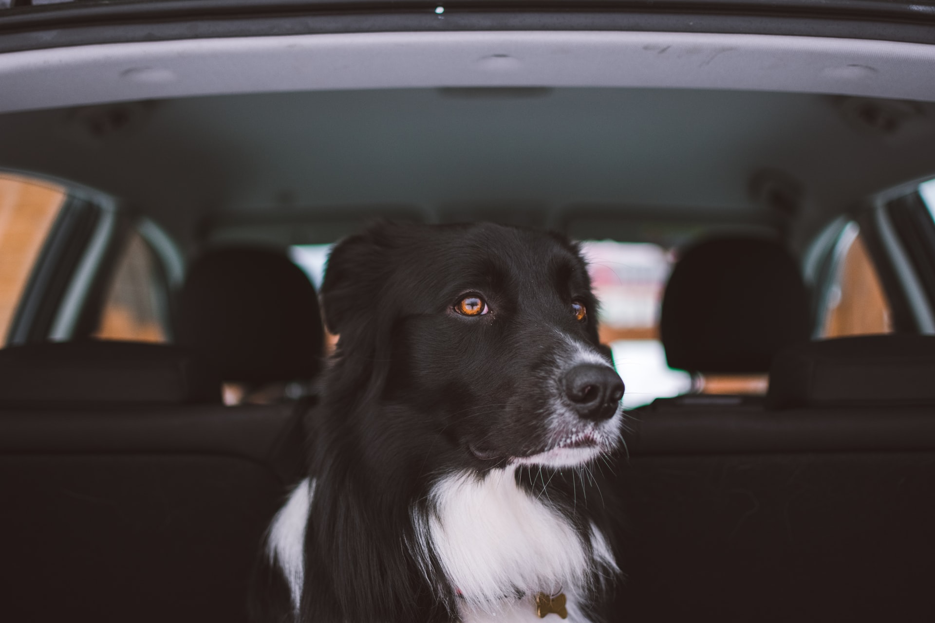 Hund i bilen – Regler hund - Bil-nyt.dk